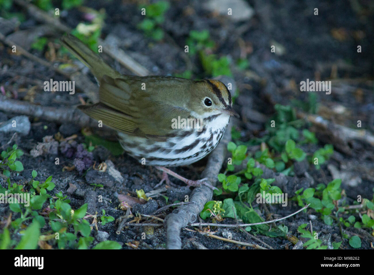 Ovenbird Stockfoto