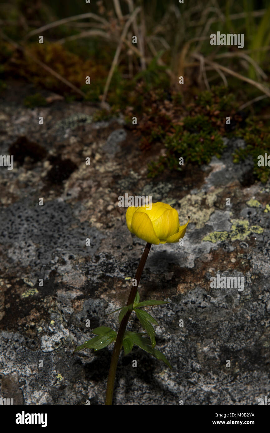 Globeflower Blüte in der Nähe von Honningsvåg ist die nördlichste Stadt in Norwegen und das Gateway für Touristen zum Nordkap. Stockfoto