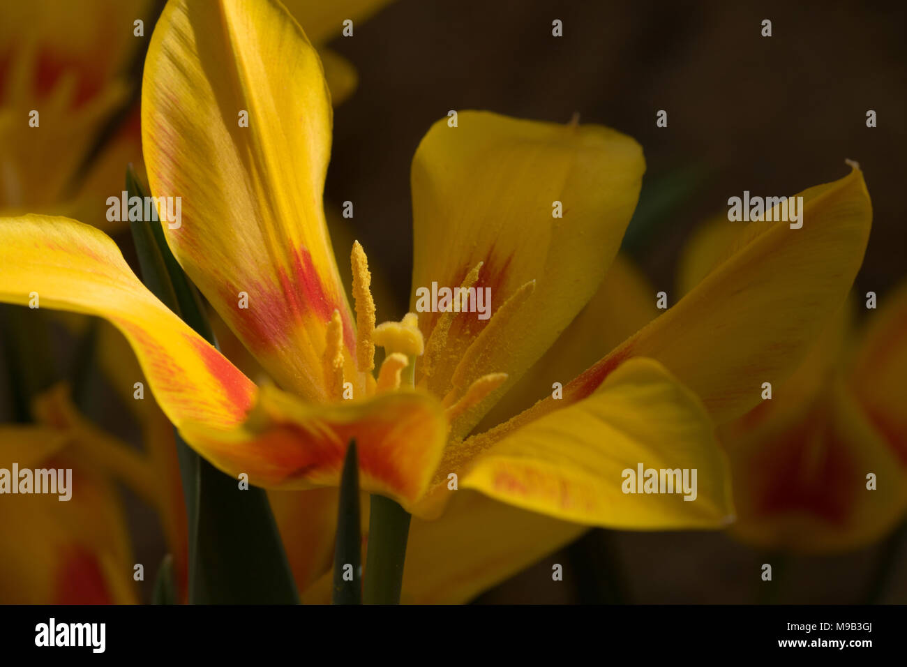 Hell gefärbte gelbe und rote Tulpe. Stockfoto