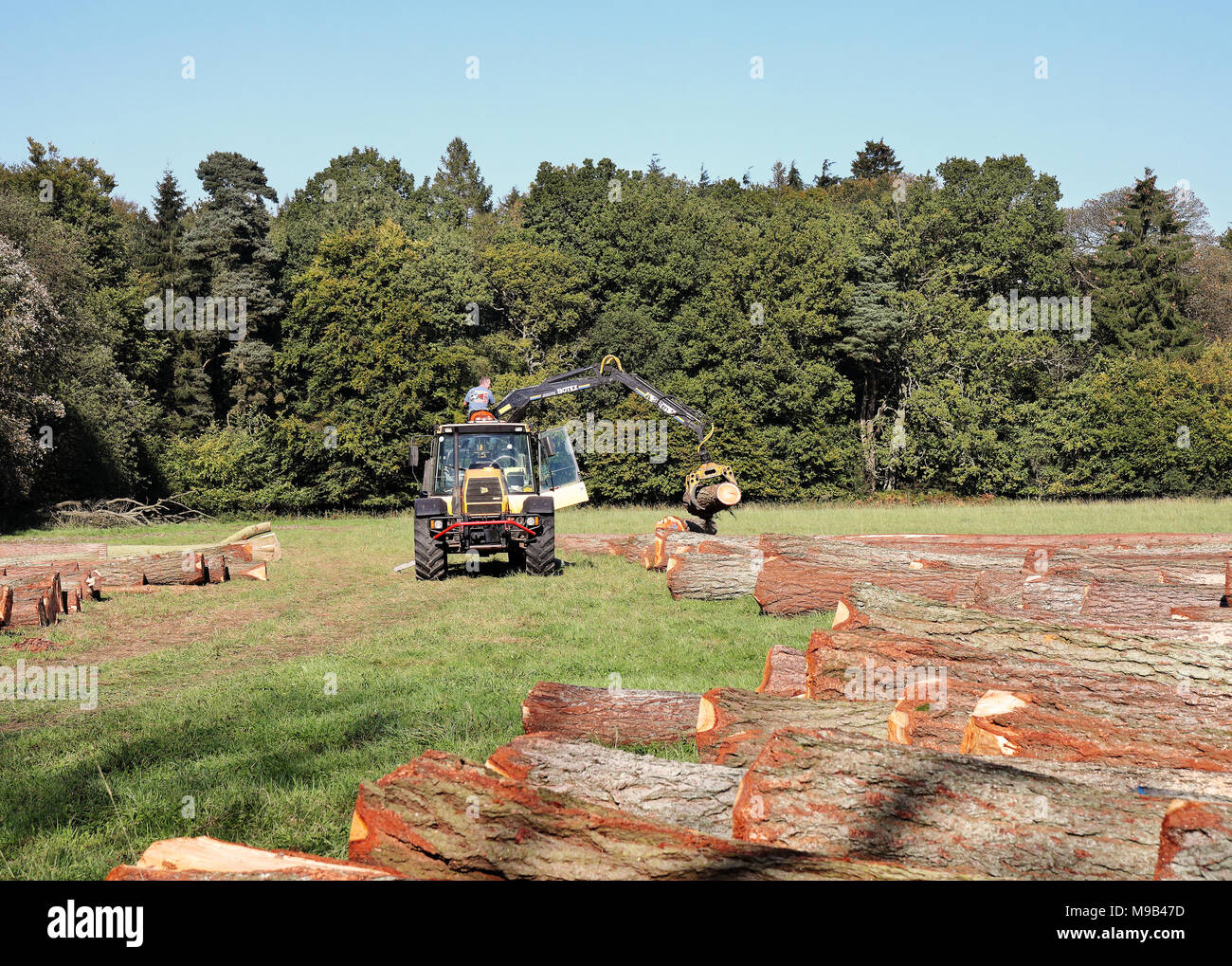 Arbeiter auf einem Traktor anheben Schnittholz mit einer mechanischen Greifer Stockfoto