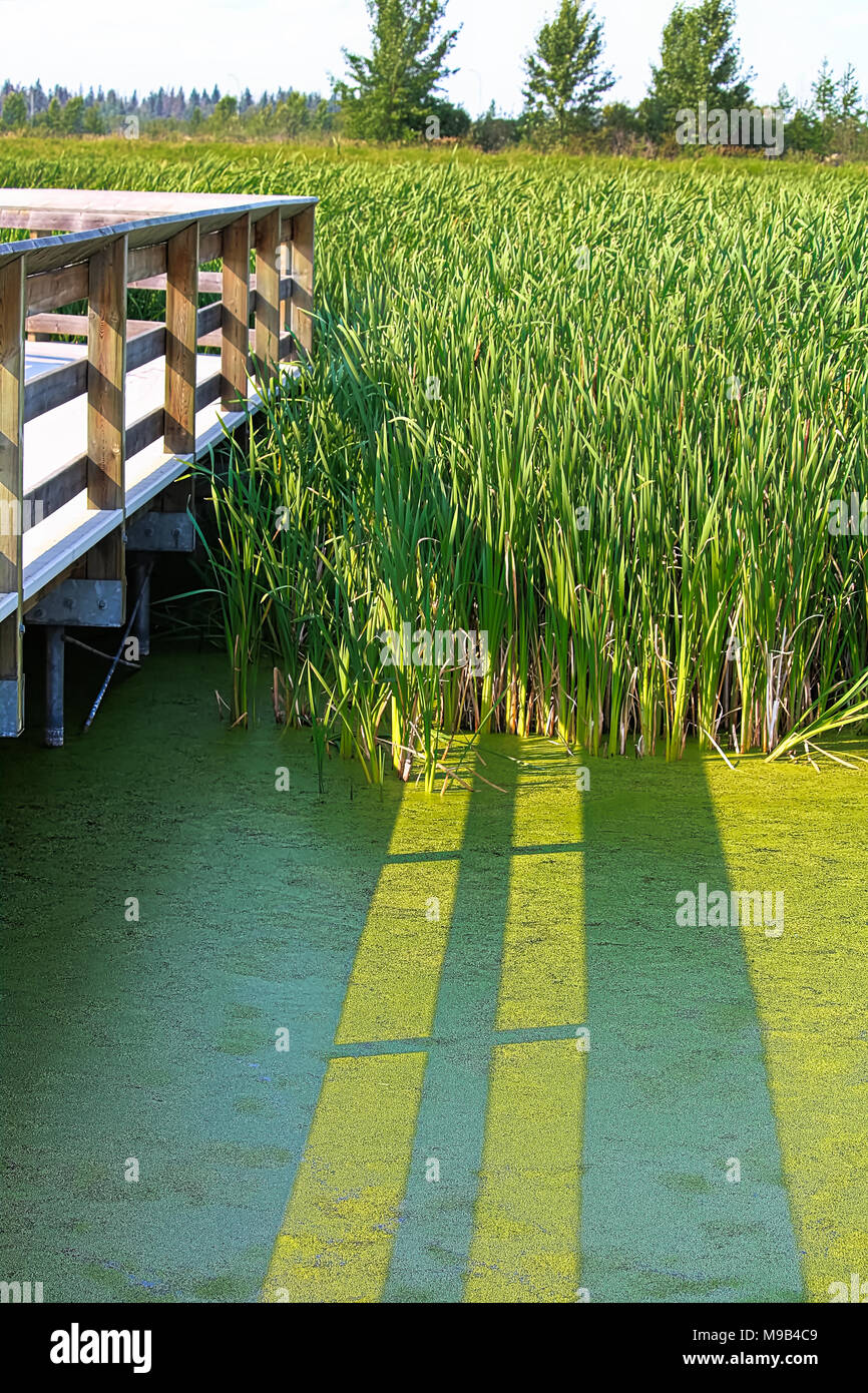 Der Schatten einer Promenade fällt auf Irisierenden Wasserlinsen Stockfoto