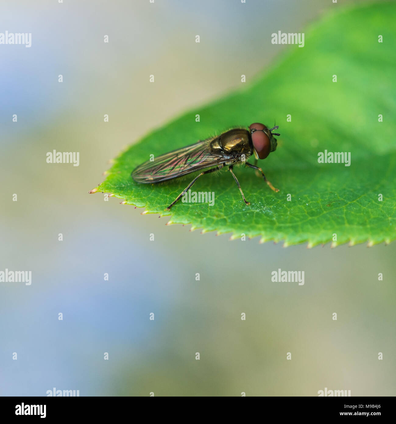 Eine Makroaufnahme eines sehr kleinen Fliegen sitzen auf einem grünen Blatt. Stockfoto