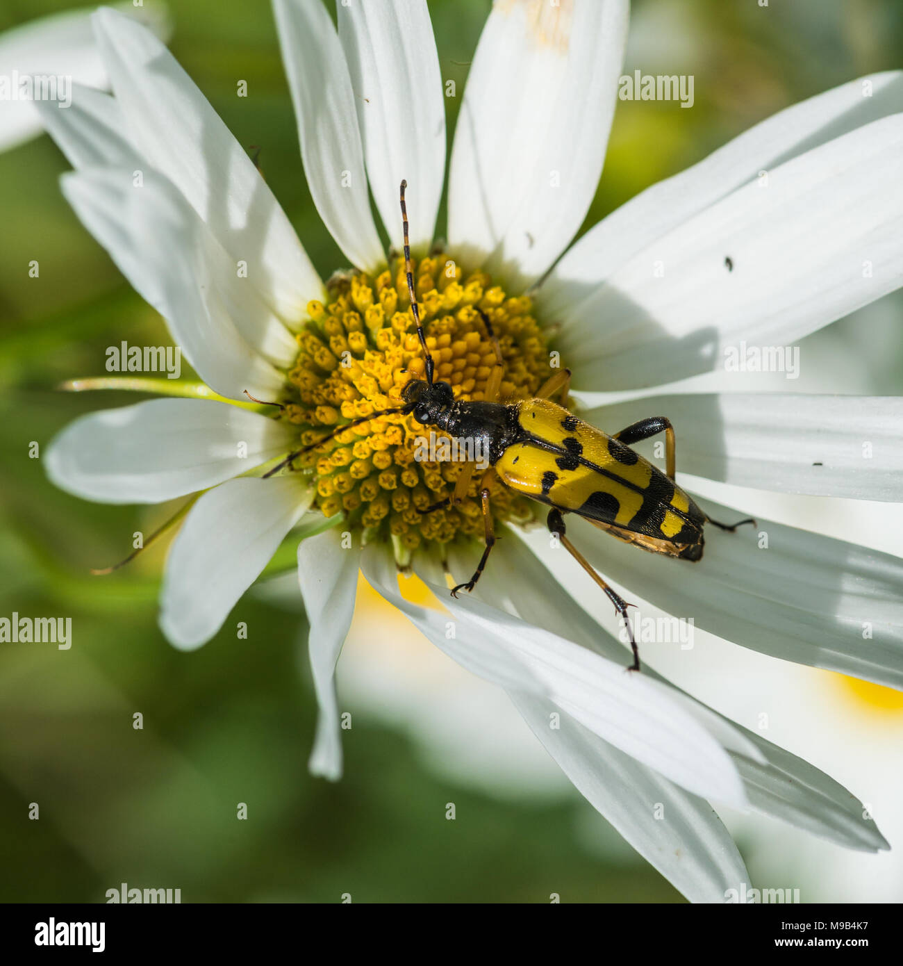 Eine Makroaufnahme eines Longhorn Beetle auf ein Ochse eye Daisy sitzen. Stockfoto