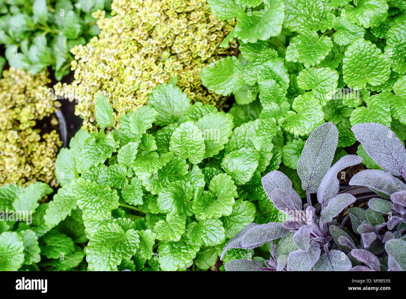 Kräuter zur Küche Salvia officinalis Salbei Kraut Blätter aromatische Pflanzen Zitronenmelisse Melissa officinalis Geschmack Zitronenmelisse Pflanzenblatt Melissa gemischtes Kraut Stockfoto