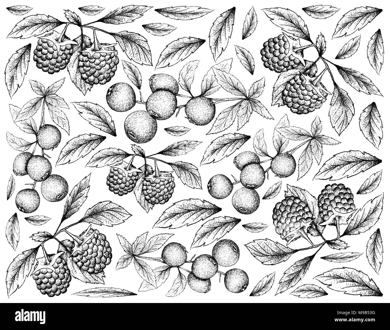 Beerenfrucht, Illustration Hintergrund von Hand gezeichnete Skizze von Heidelbeeren und Himbeeren isoliert auf weißem Hintergrund. Stockfoto