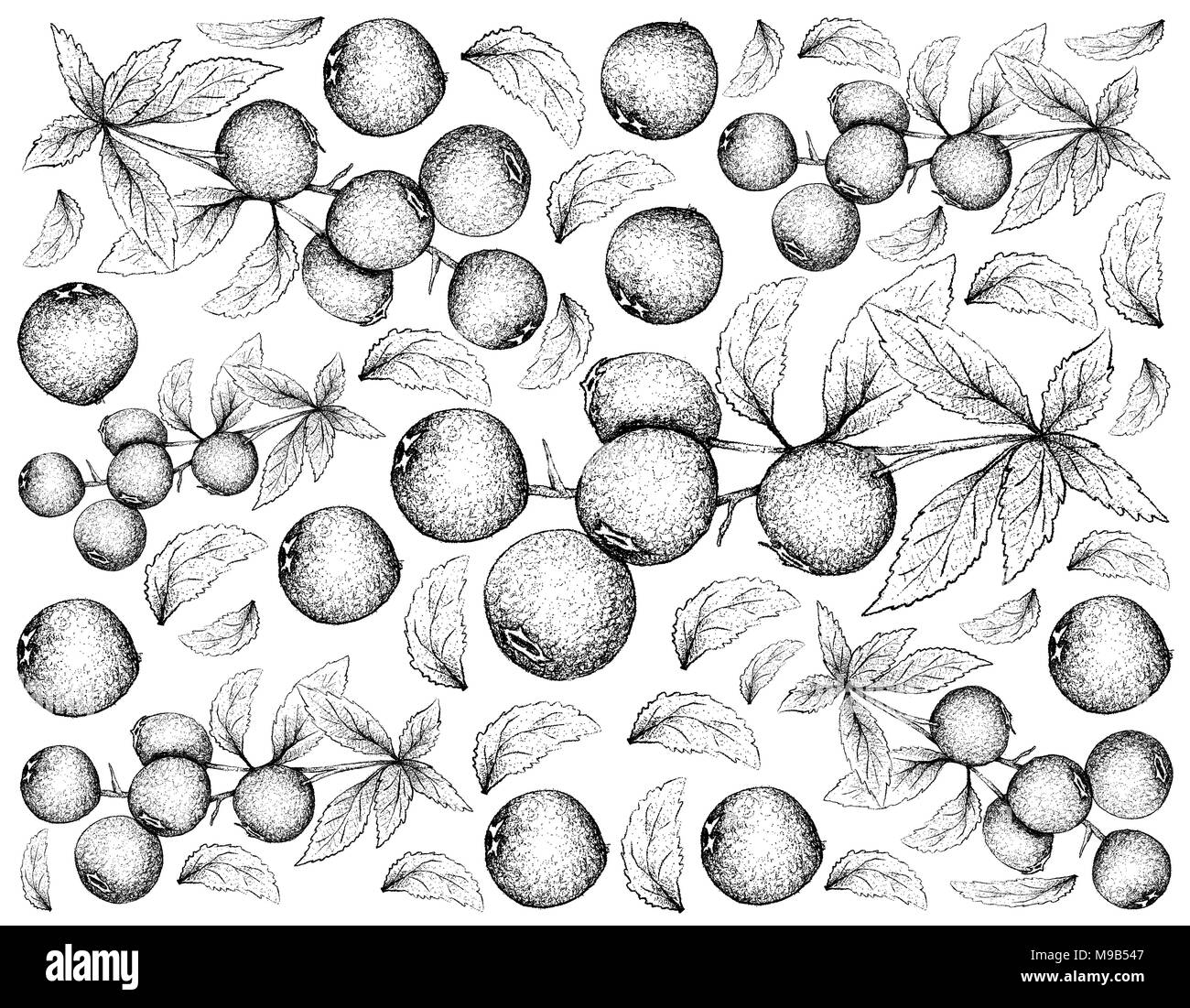 Beerenfrucht, Illustration Hintergrund von Hand gezeichnete Skizze von Heidelbeeren. Mit Vitamin K, Vitamin C, Vitamin B und Mineralien Tablette, Essent Stockfoto