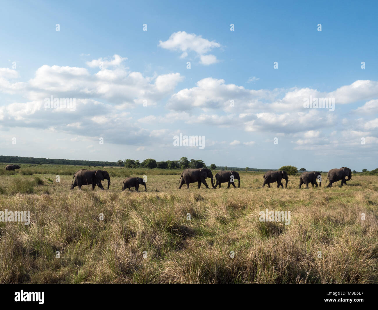 Eine Herde Elefanten Spaziergänge über einen Südafrikanischen Savanne unter einem teilweise bewölktem Himmel Stockfoto