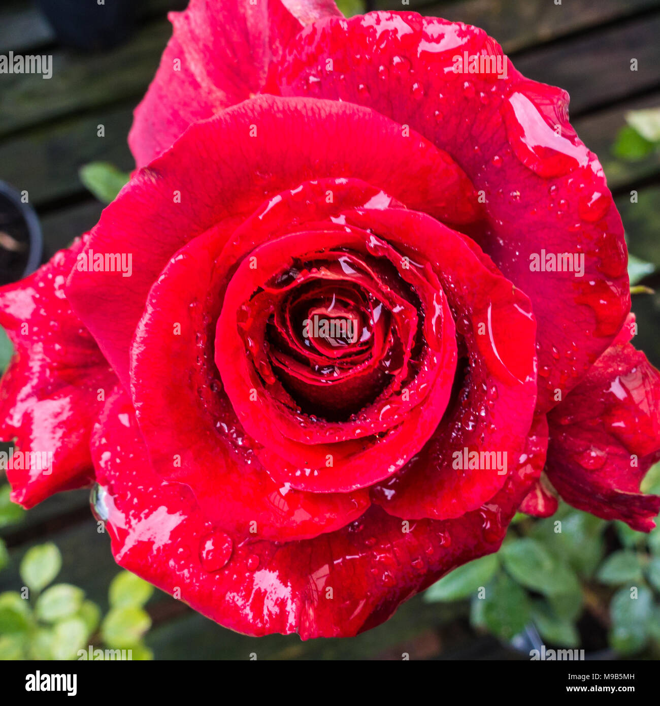 Rose eine Makroaufnahme eines Roten in die Regentropfen fallen. Stockfoto