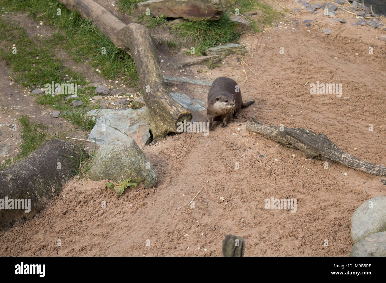 Marton bloße WWT Stockfoto