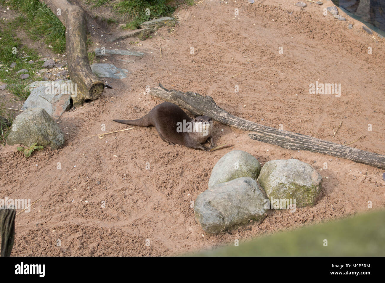 Marton bloße WWT Stockfoto