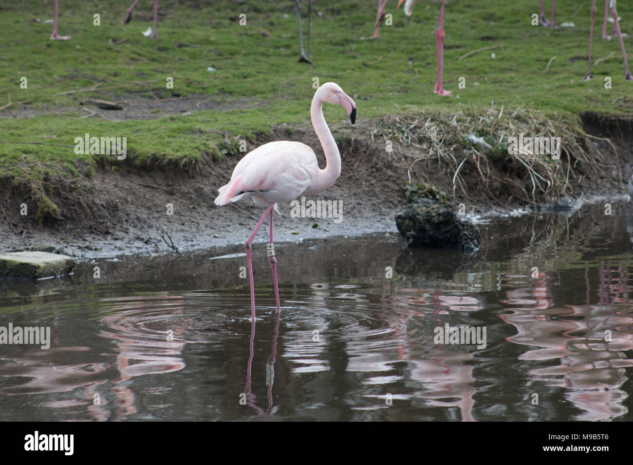 Marton bloße WWT Stockfoto