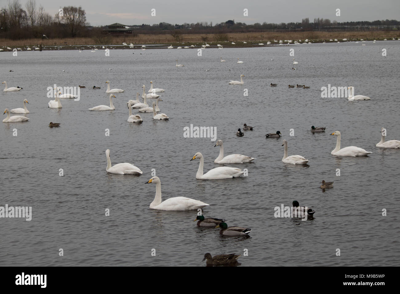 Marton bloße WWT Stockfoto