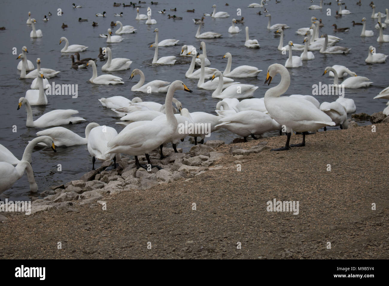 Marton bloße WWT Stockfoto