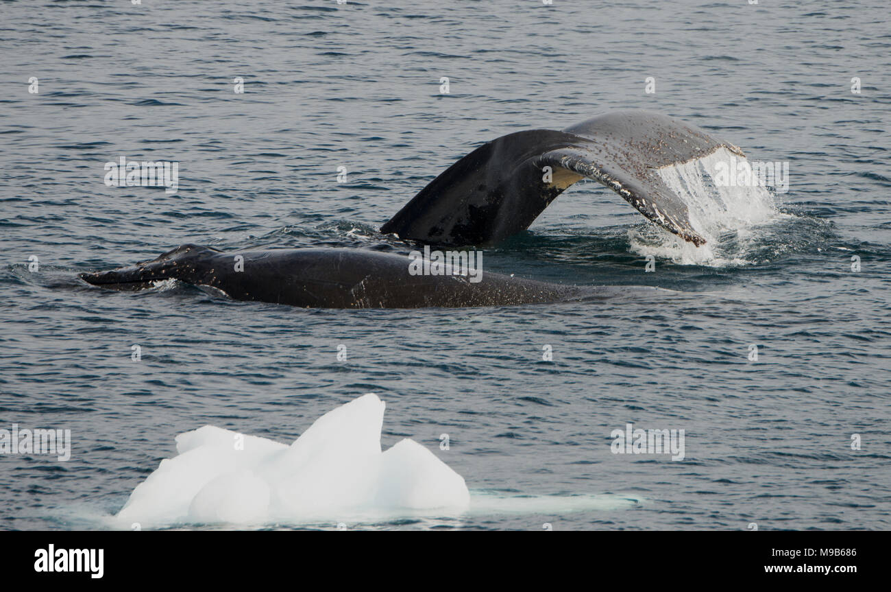 Ein paar Buckelwale (Megaptera novaeangliae) im Südlichen Ozean aus der Antarktis Stockfoto