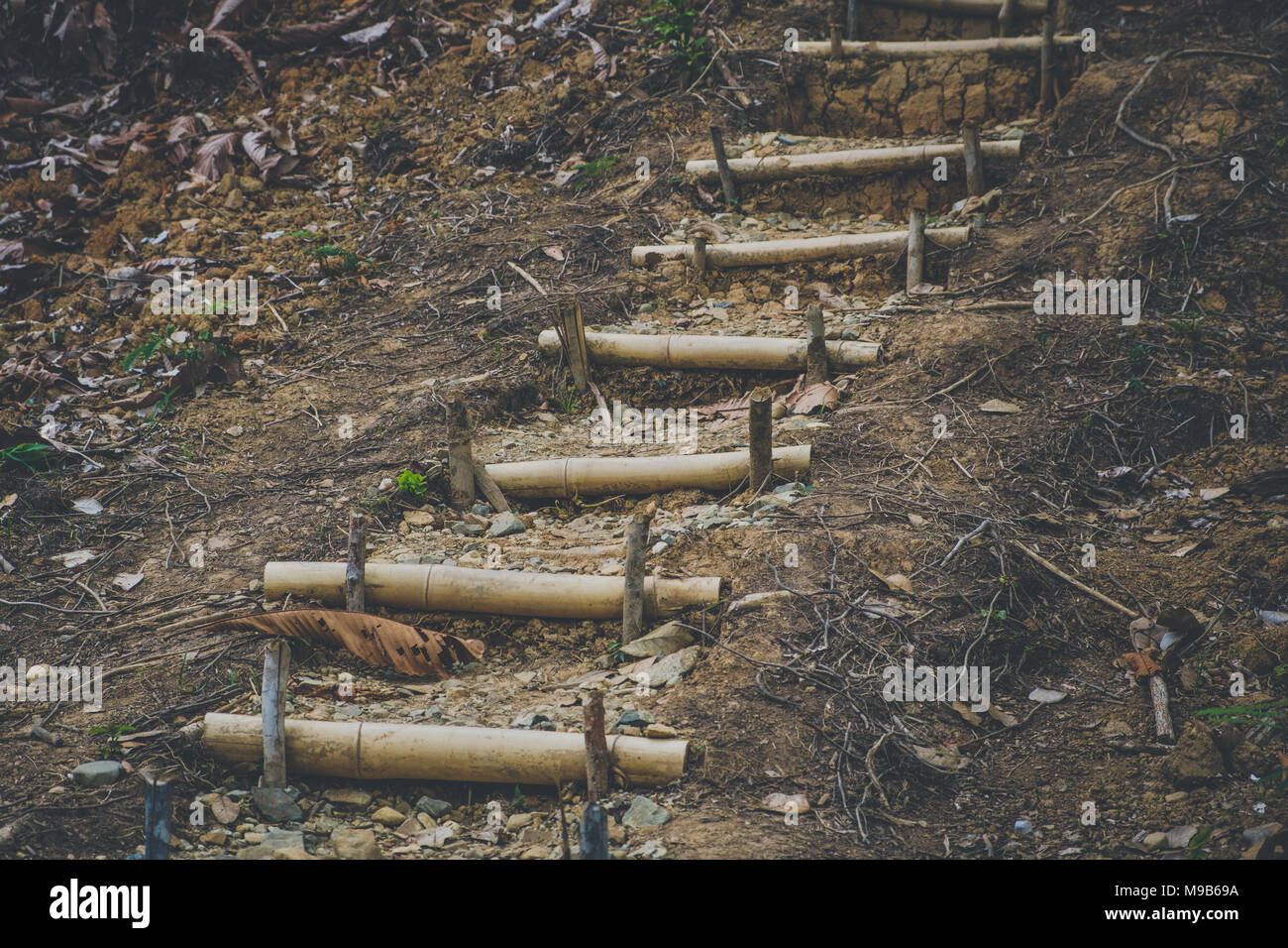 Bambus Treppen, Holz- Schritte - Wanderweg im Wald landschaft Stockfoto
