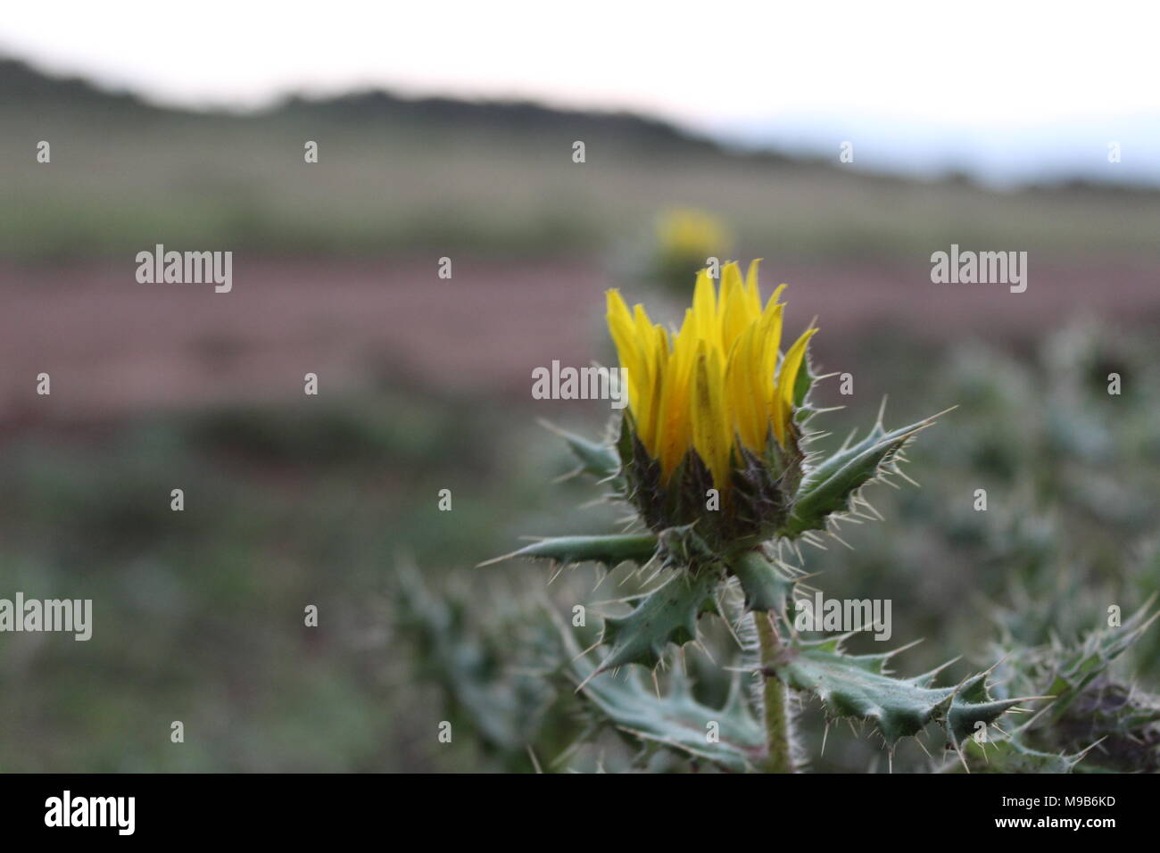 Semi-ariden Region Blume. Schöne, zarte und doch mit Dornen. Diese Dornen schützen die Blume von der Futtersuche Tiere und ihr Überleben sichern. Stockfoto