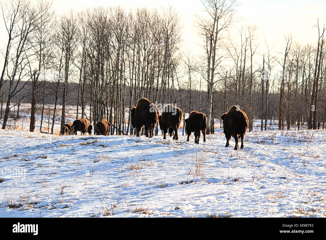 Eine Herde Büffel Spaziergang im kalten Winter Stockfoto