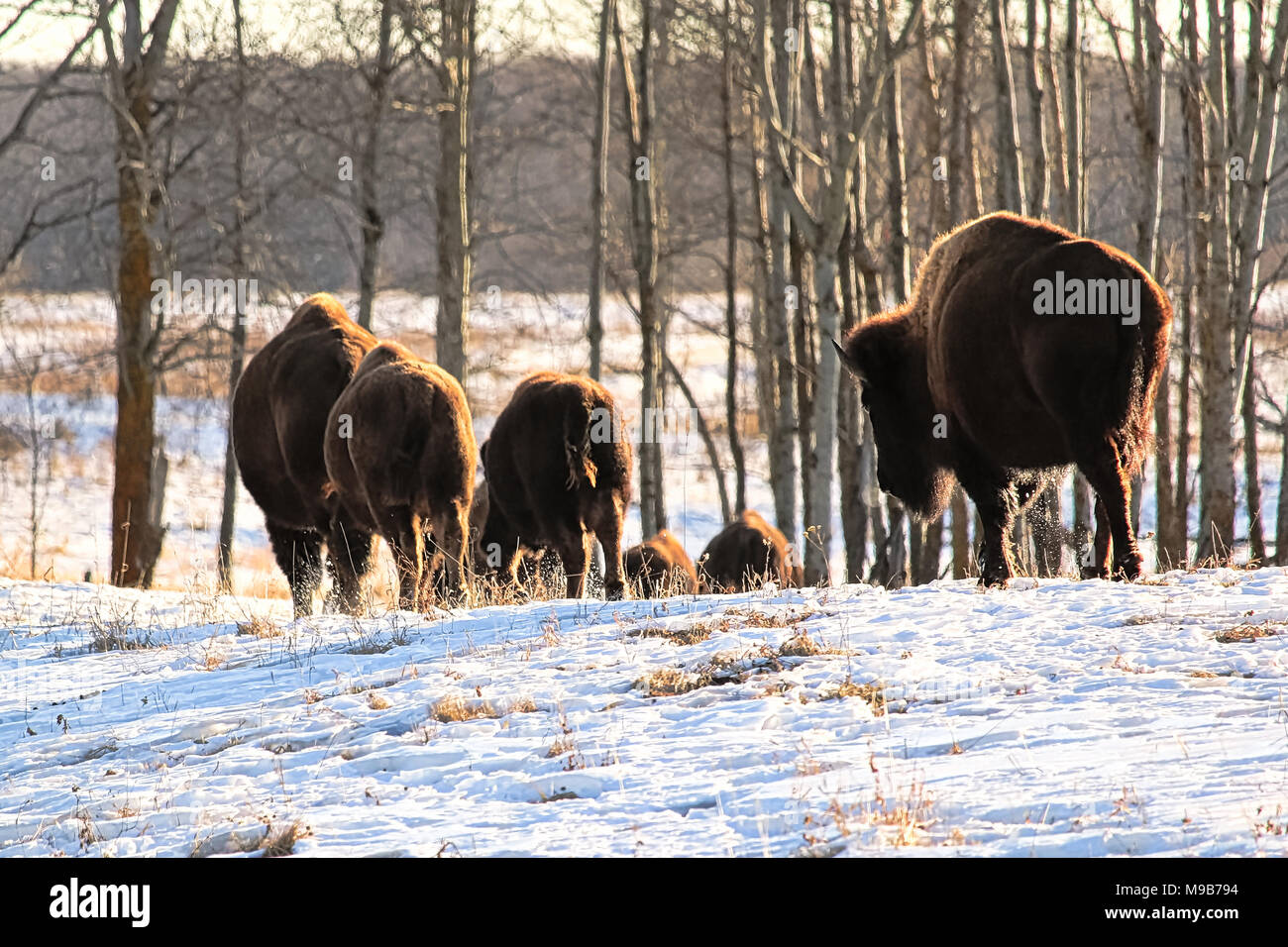 Eine Herde Büffel Spaziergang im kalten Winter Stockfoto