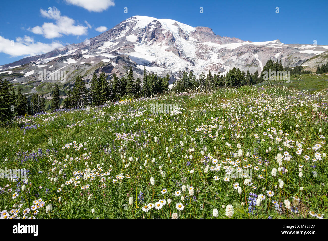 Unter dem Eis, Schnee und Gletscher am Mount Rainer, eine Fülle von wilden Blumen wachsen in die alpinen Wiesen während einer kurzen Sommersaison Stockfoto