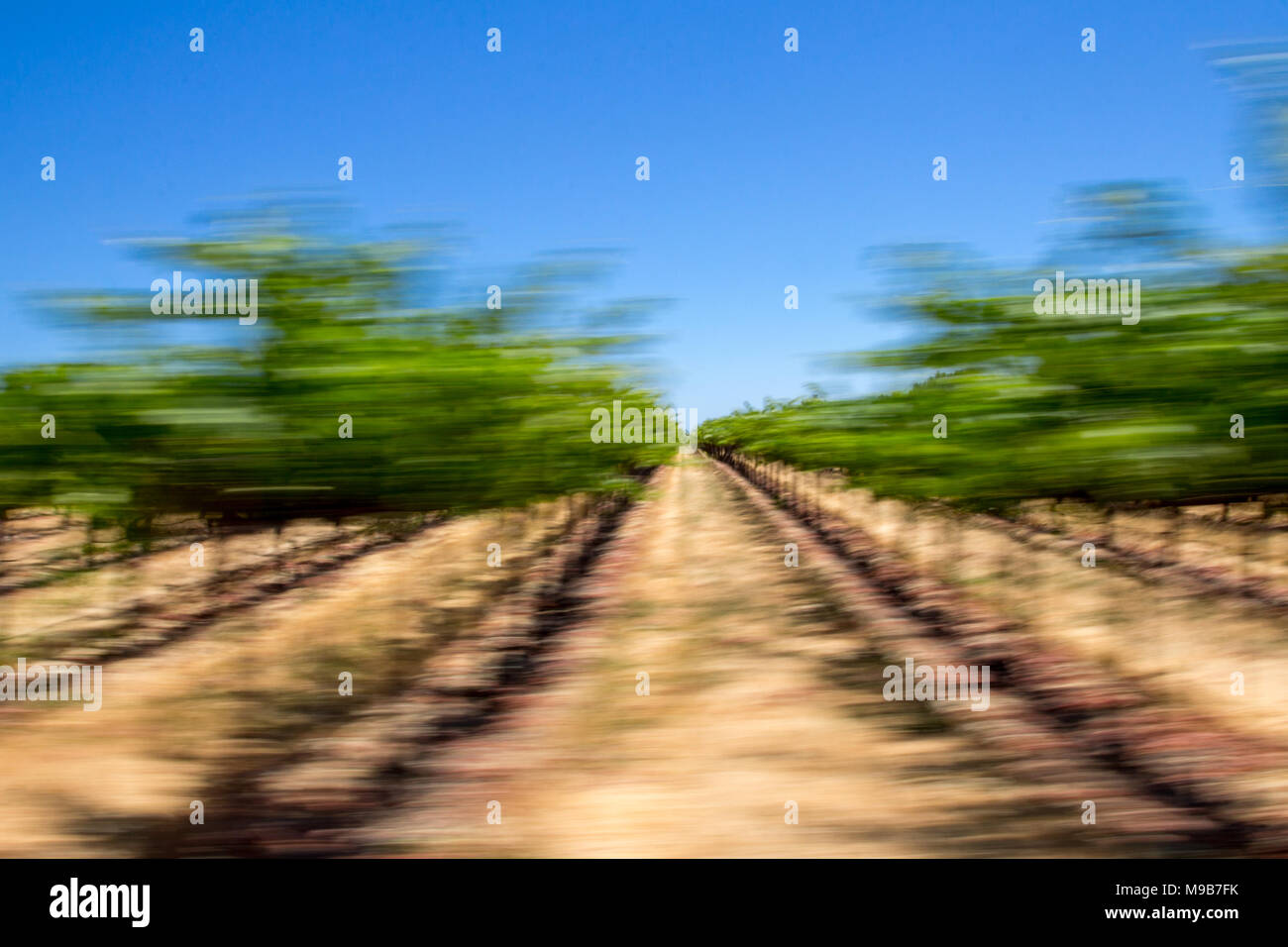 Im Blick auf die berühmten Weinberge von Sonoma mit einem panning Technik entlang Dry Creek Road, Sonoma genommen Stockfoto