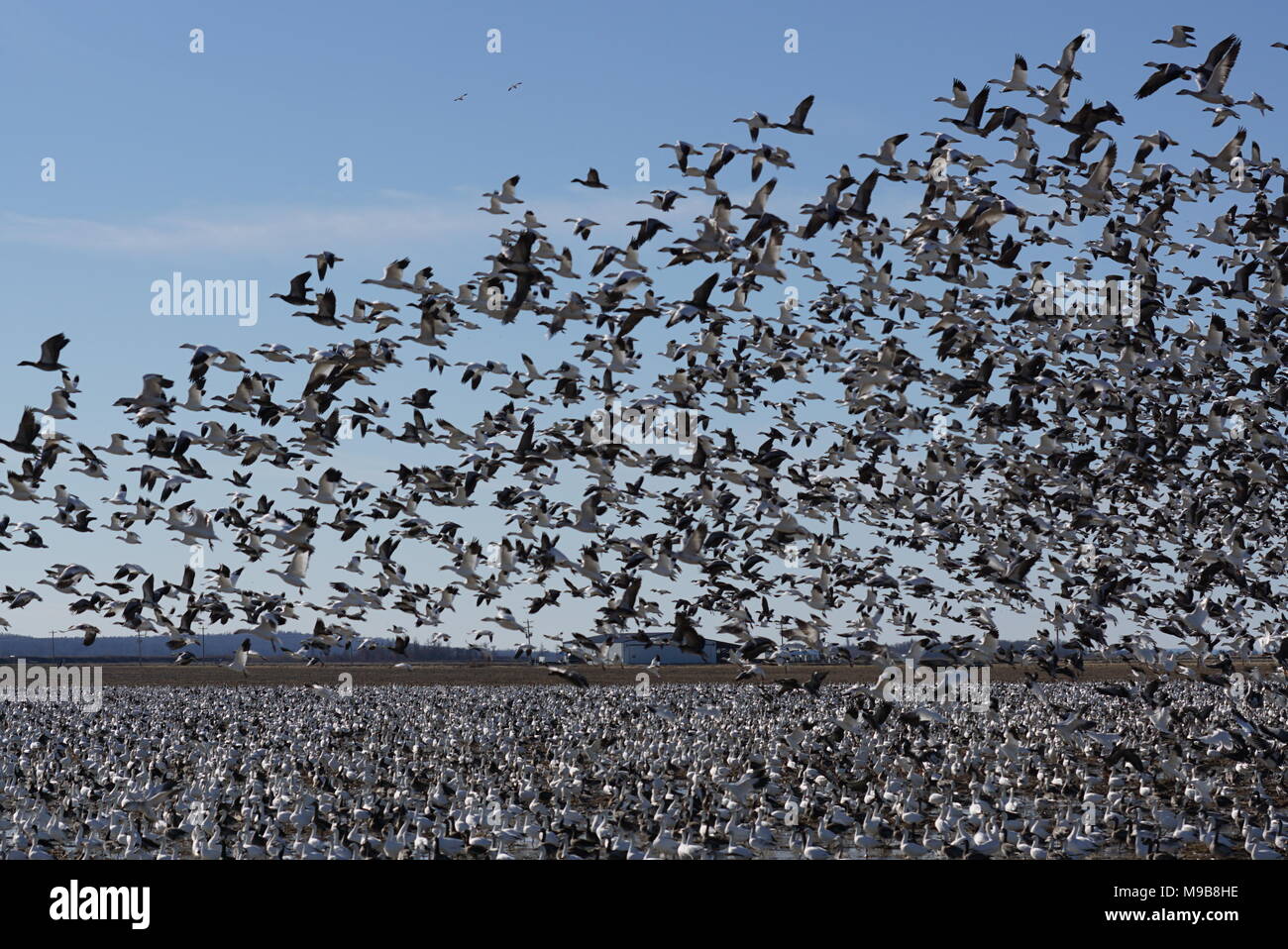 Eine große Herde von Schnee Gänse Flug nehmen. Stockfoto