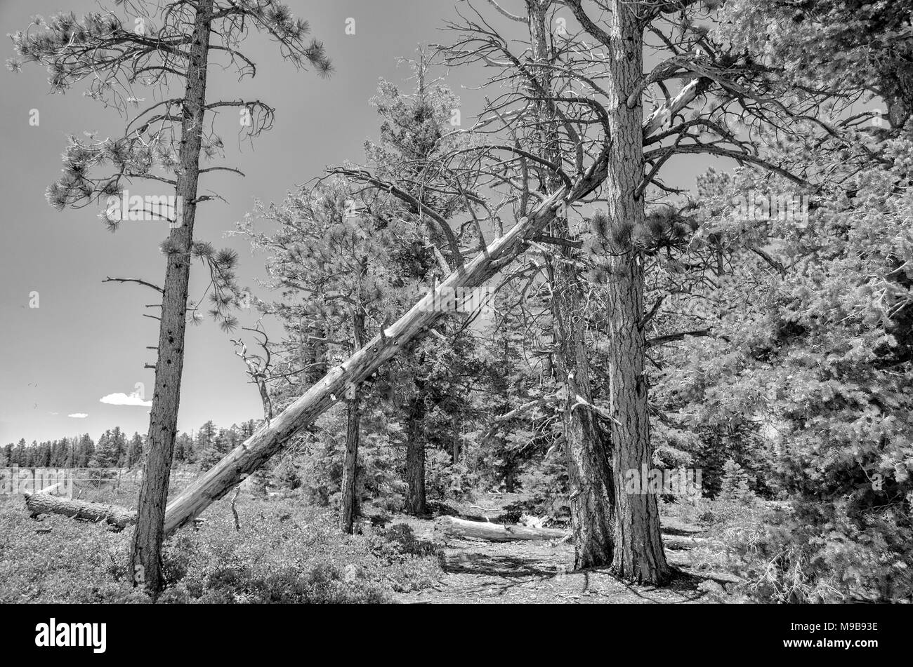 Große tote Pine Tree ruht auf Baum. Wald Weg führt unter gefallenen Baum mit Clearing auf der linken Seite. Stockfoto