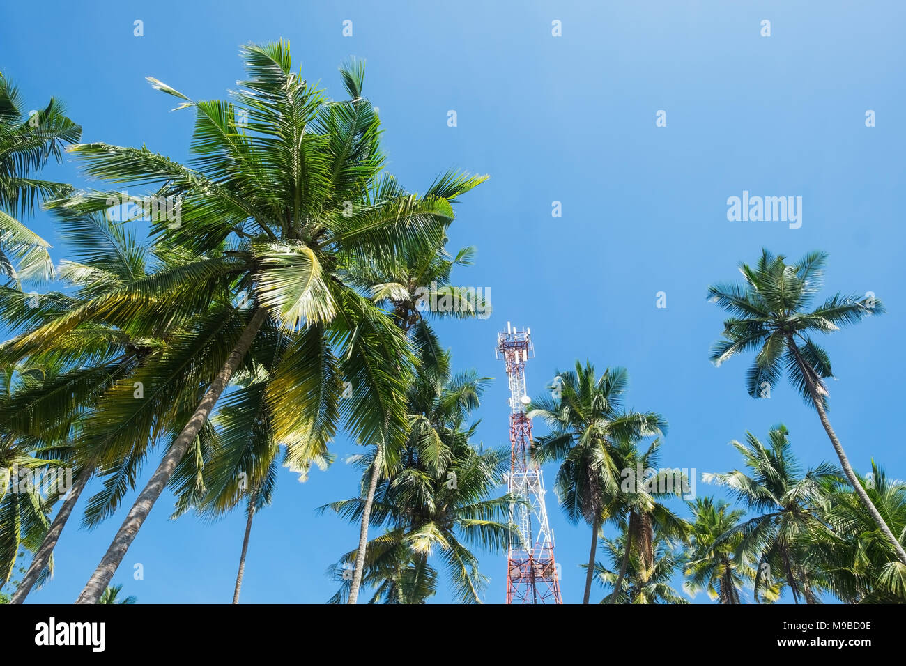 Zweigniederlassungen von Kokospalmen unter blauem Himmel mit Kommunikation Turm im Hintergrund in Sri Lanka Stockfoto