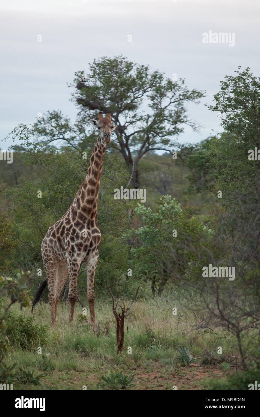Giraffe im Kruger Südafrika Stockfoto