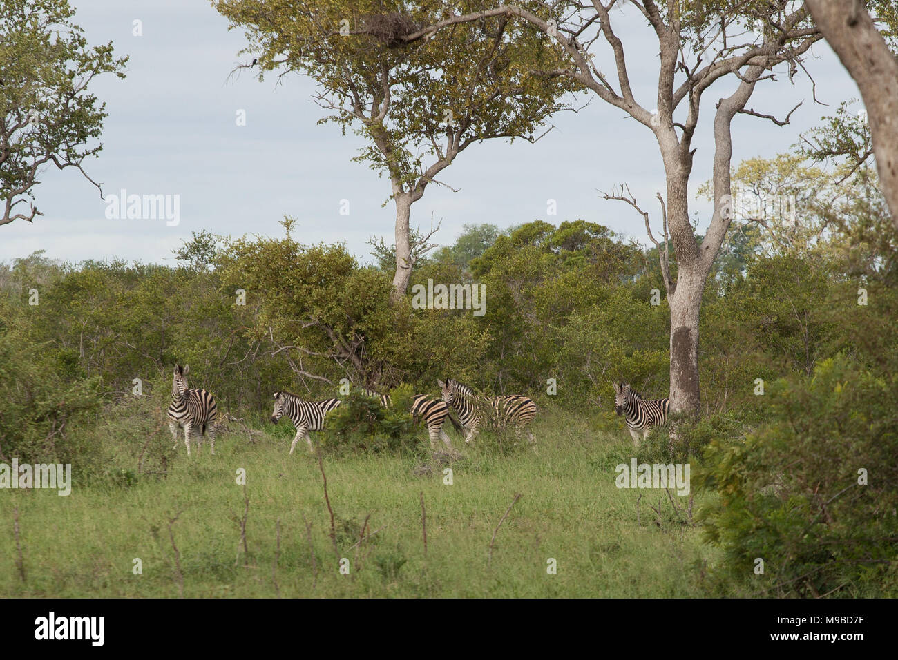 Zebra im Kruger Südafrika Stockfoto