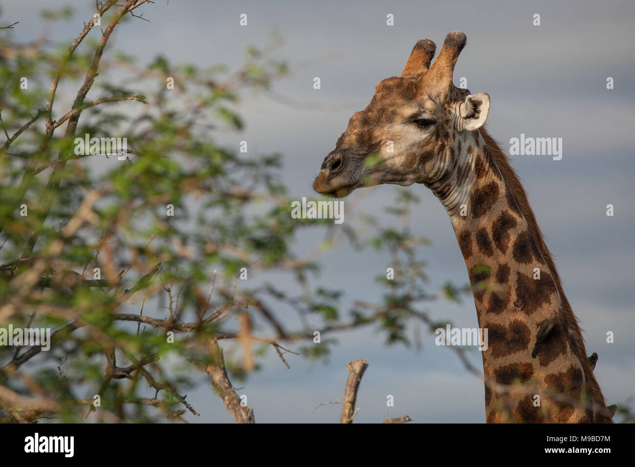 Giraffe im Kruger Südafrika Stockfoto