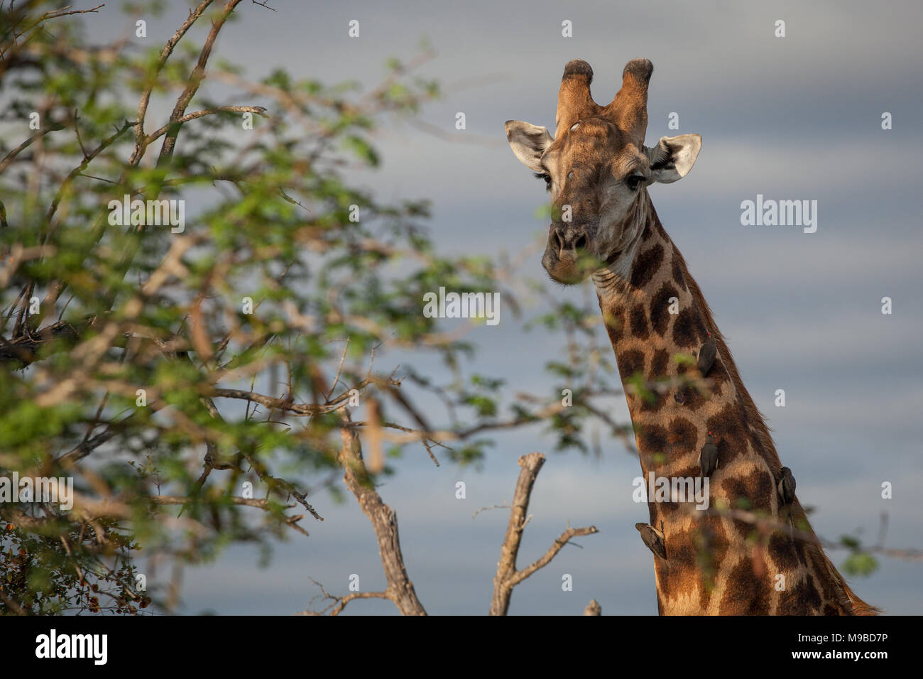 Giraffe im Kruger Südafrika Stockfoto