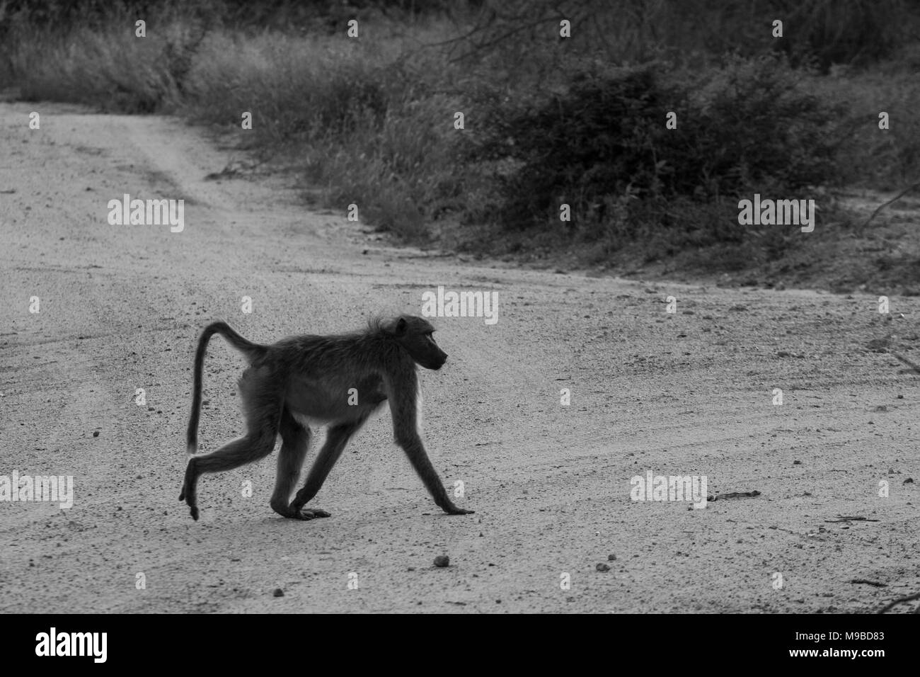 Paviane auf der Suche in Kruger Südafrika Stockfoto