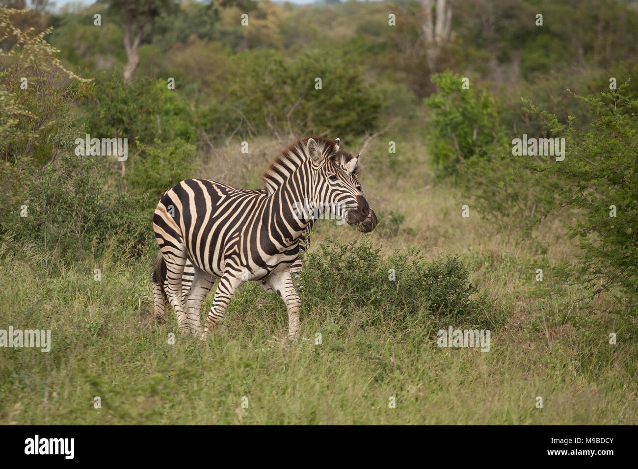 Zebra und Buffalo rolling in Kruger Südafrika Stockfoto