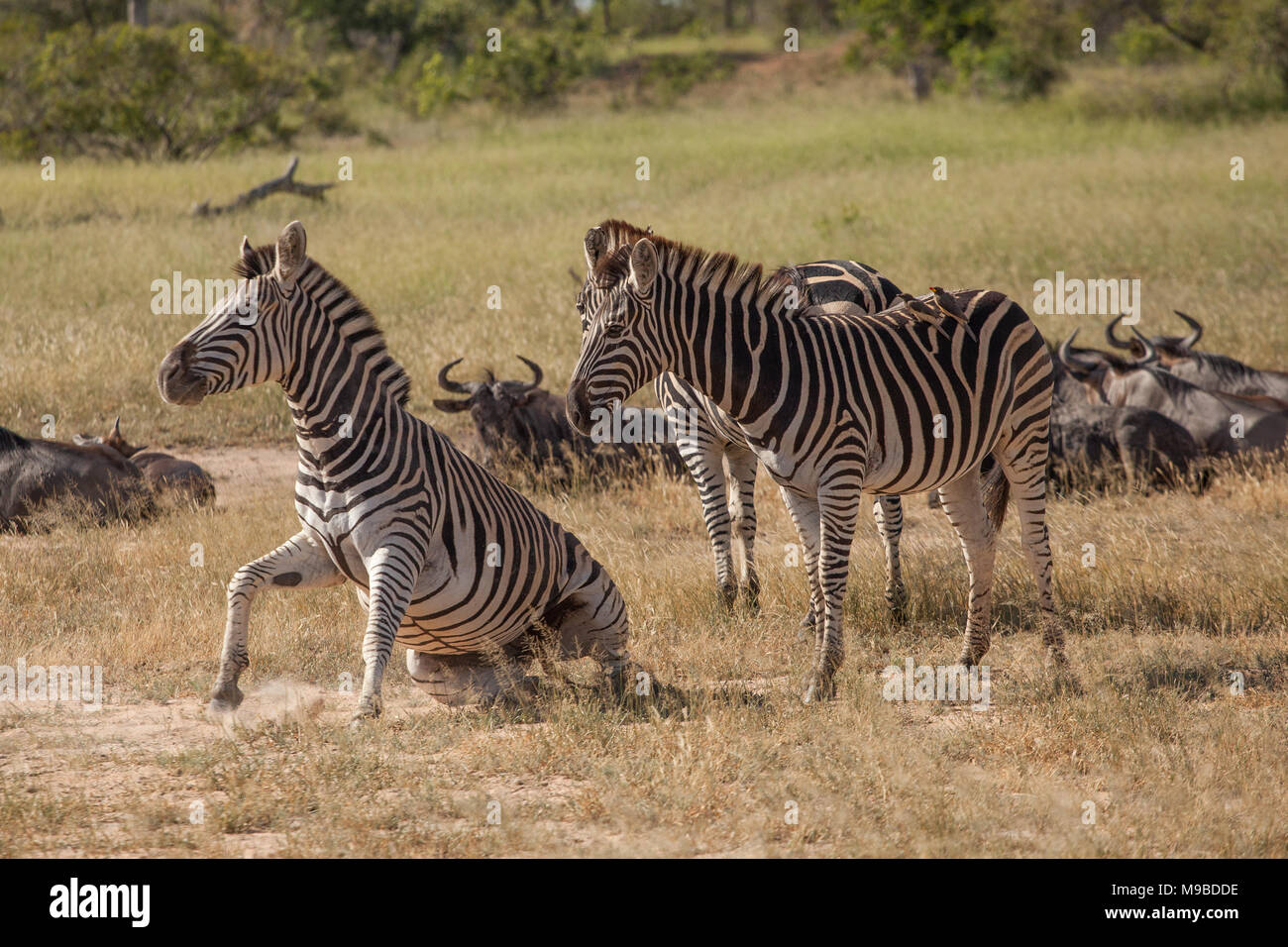 Zebra und Buffalo rolling in Kruger Südafrika Stockfoto