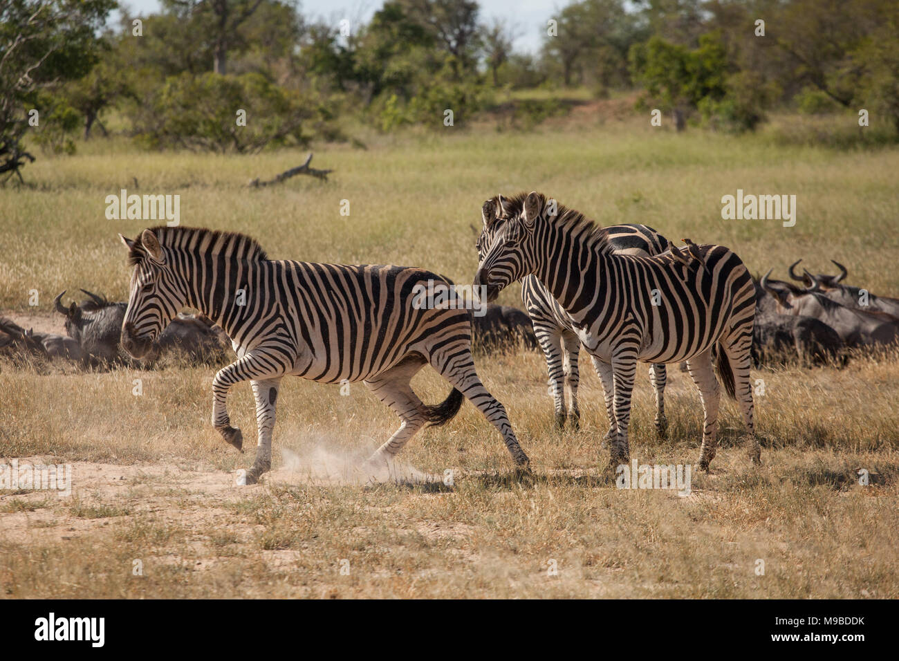 Zebra und Buffalo rolling in Kruger Südafrika Stockfoto