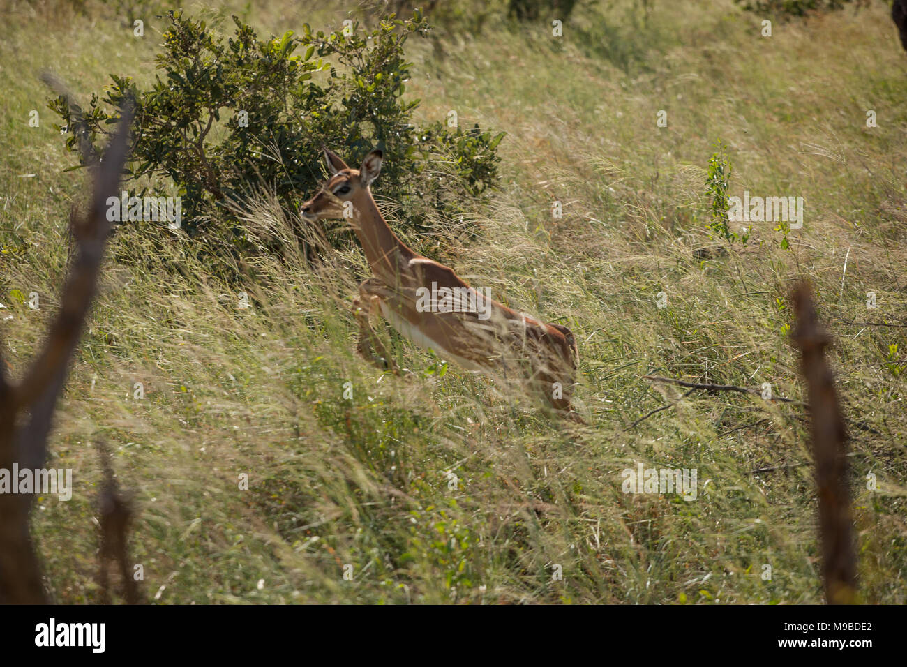 Impala in Kruger Südafrika Stockfoto