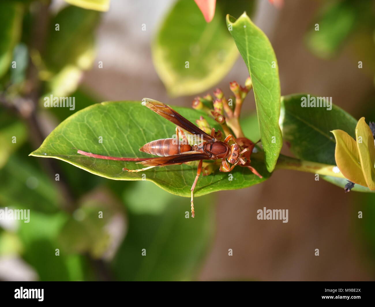 Rotes Papier Wespe Feldwespe canadensis auf einem Blatt Stockfoto