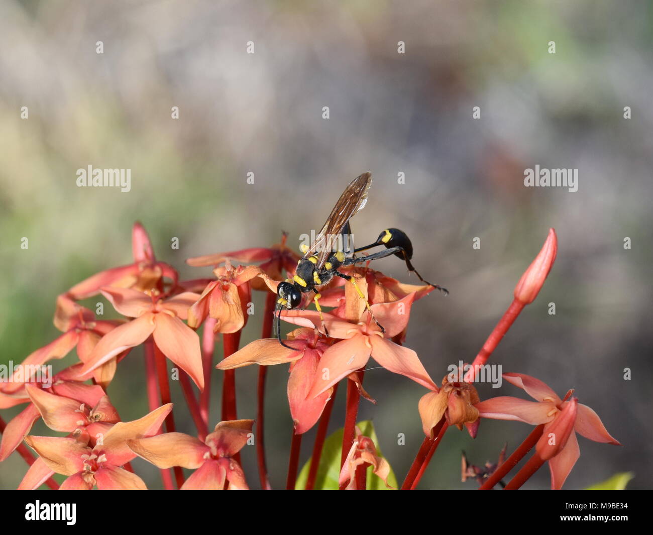Schwarz und Gelb Schlamm dauber Wasp Sceliphron fistularum sitzen in einer roten Blume Stockfoto