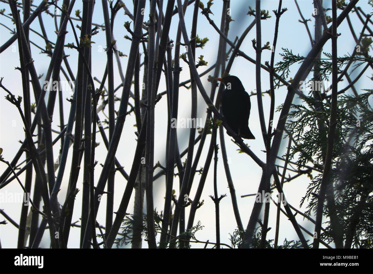 Amsel auf Ast Stockfoto