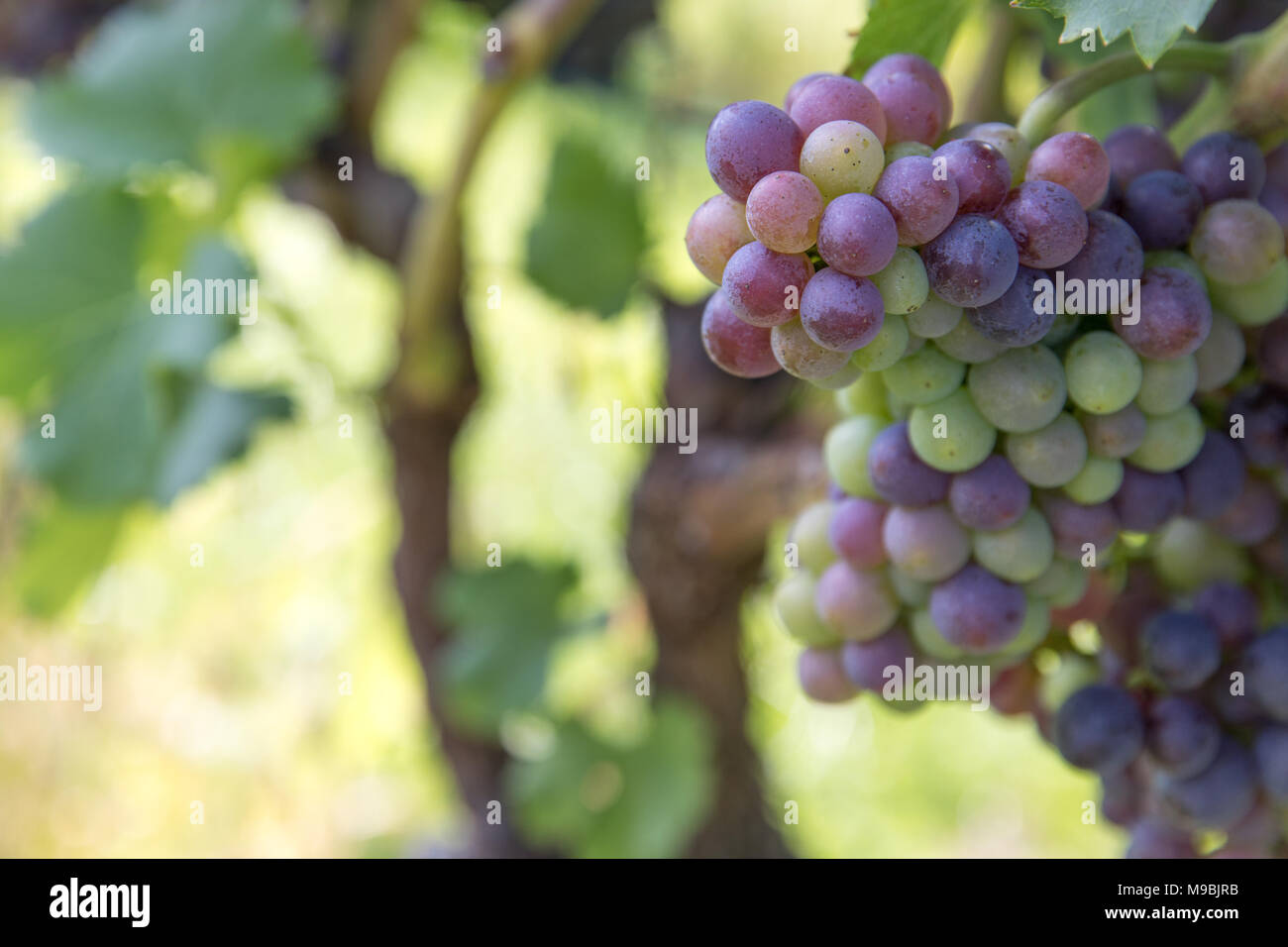 Rote Trauben reifen auf Weinreben in einem Weinberg Stockfoto