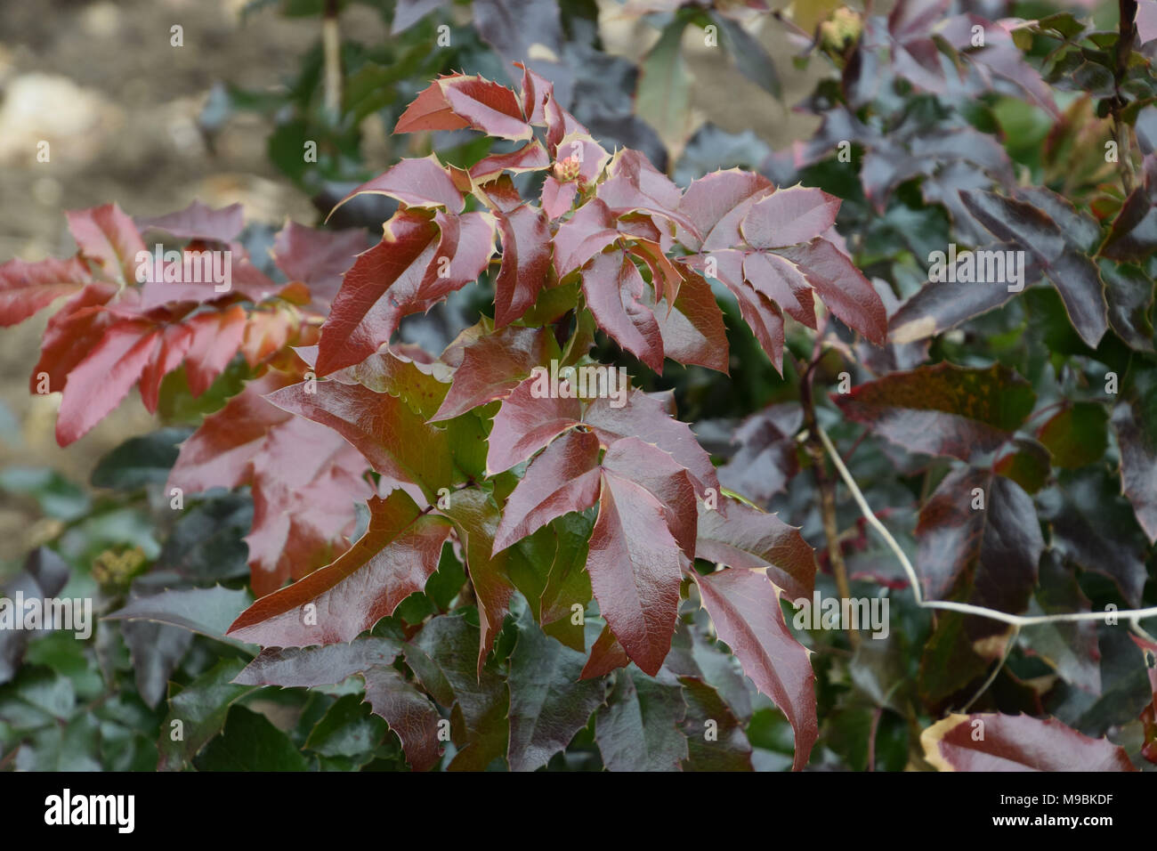 Mahonia aquifolium mit Winter violett Blätter Stockfoto