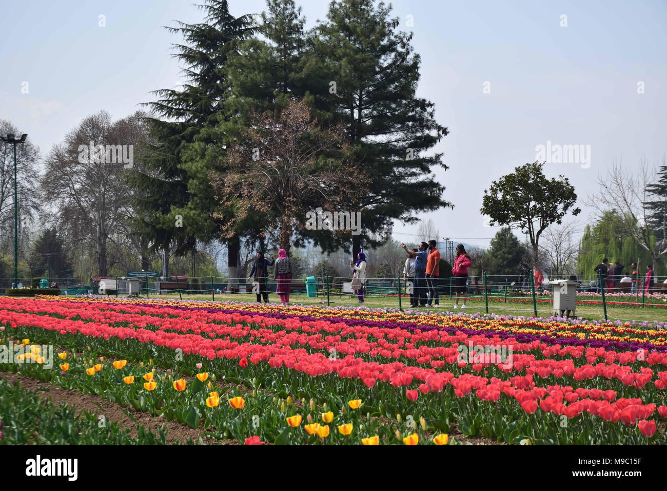 Srinagar, Jammu und Kaschmir, Jashmir. 24 Mär, 2018. Eine allgemeine Ansicht der Tulpen in Blüte berühmten Indira Gandhi Memorial Tulip garden, Asiens größte tulip Garten, Sommer in Srinagar, die Hauptstadt der Jashmirn Kaschmir. Es ist die größte tulip Garden in Asien verteilt auf einer Fläche von 30 Hektar. Es ist in Siraj Bagh am Fuße des Zabarwan Range. Es ist eine touristische Attraktion in Srinagar. Credit: Abbas Idrees/SOPA Images/ZUMA Draht/Alamy leben Nachrichten Stockfoto