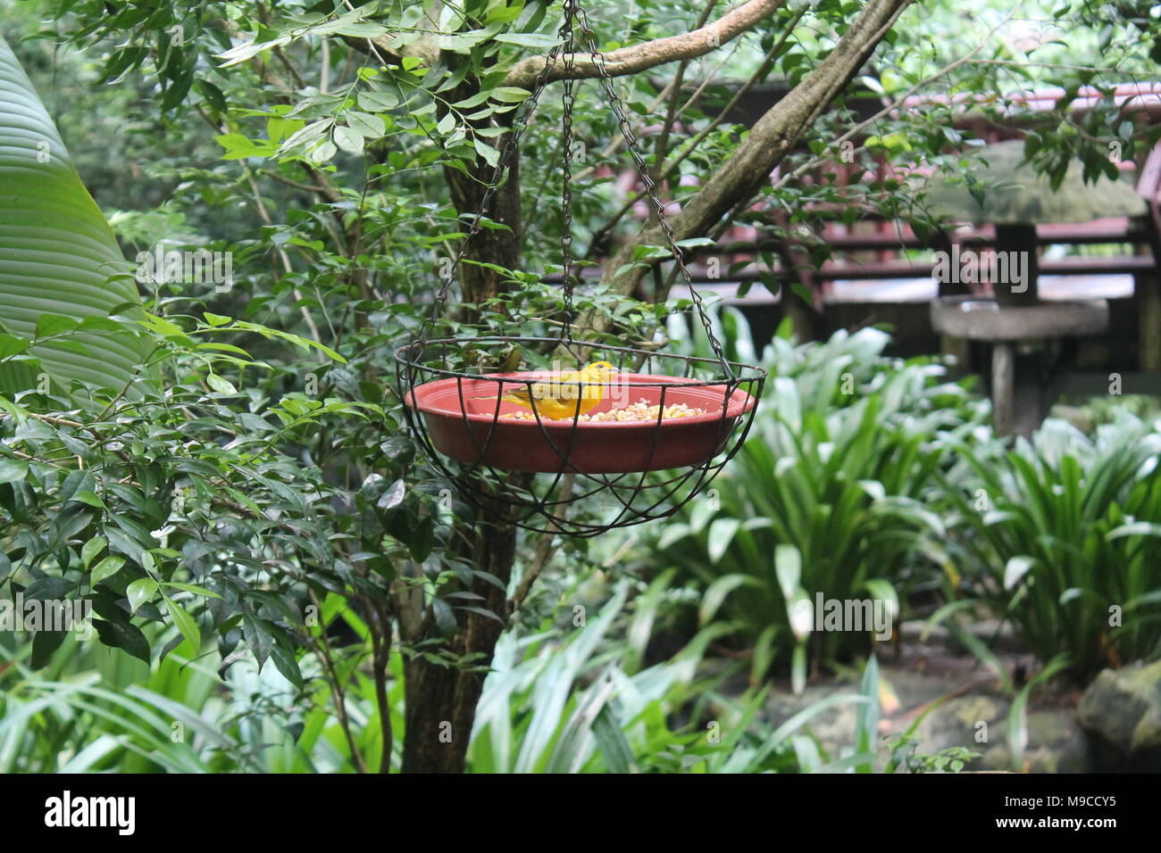 Brazillian Safran Finch (Sicalis flaveola) Spotted draußen in der Wildnis. Vogel Hintergrund Stockfoto