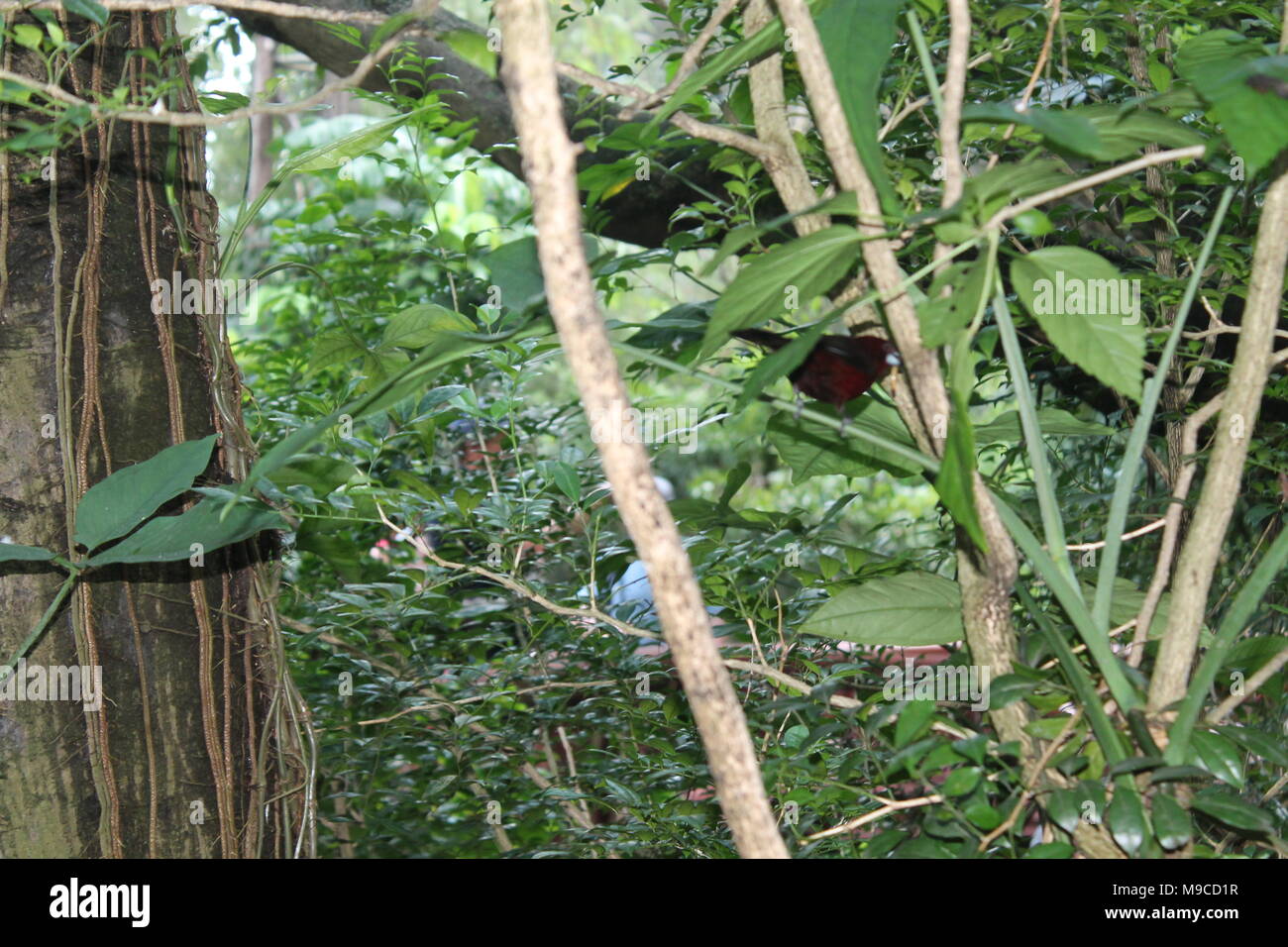 Rötlich gefärbt Silber-beaked Tanager, ramphocelus Carbo, südamerikanische Songbird, auf Zweig im Regen gelegen, Wassertropfen auf Feder, gegen nasses Laub Stockfoto