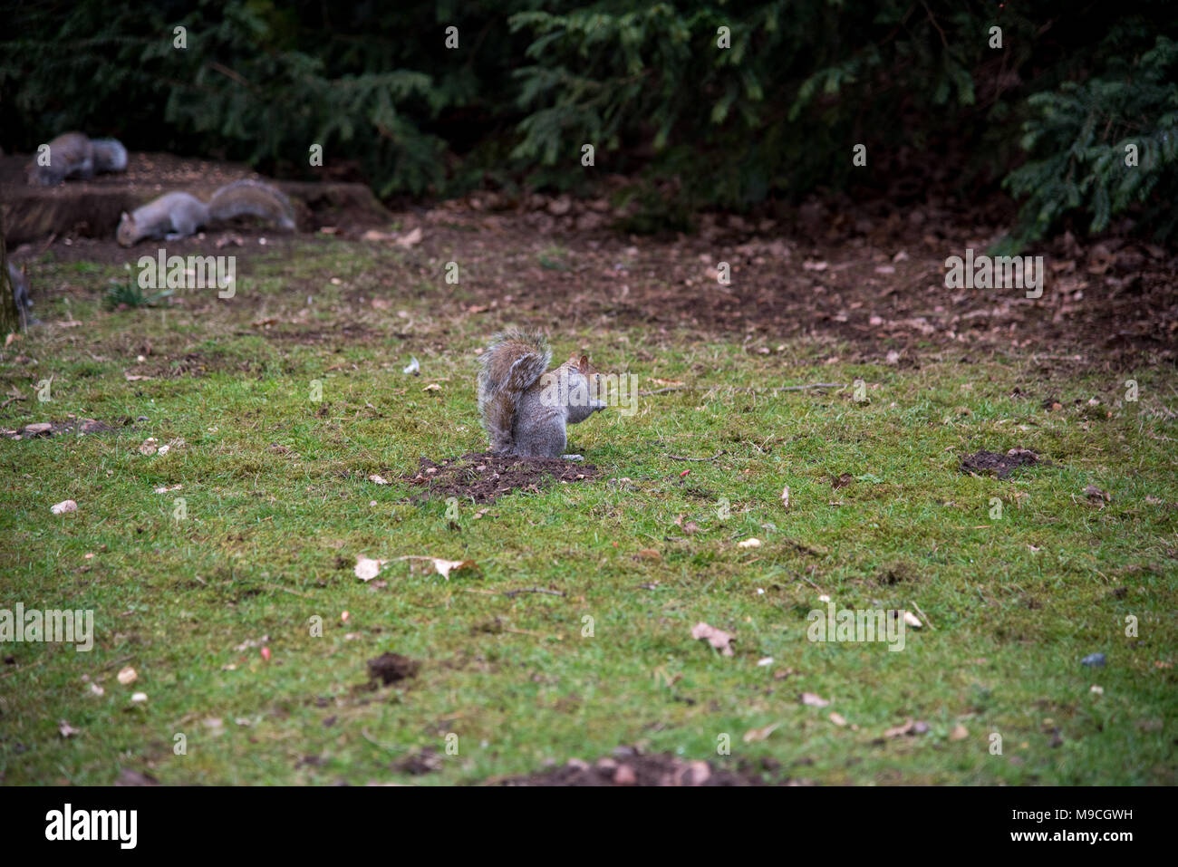 Eichhörnchen essen Stockfoto