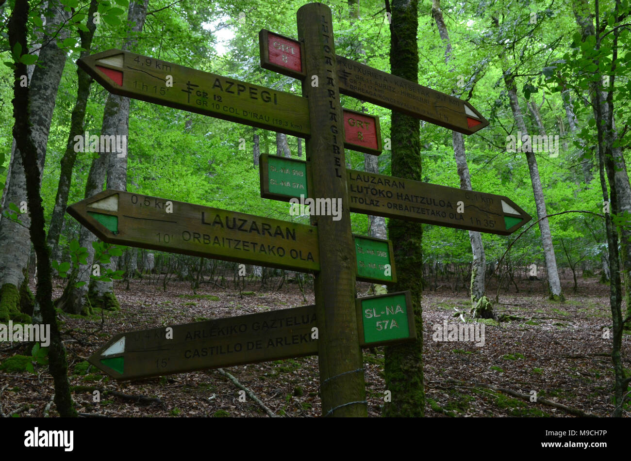 Buche (Fagus sylvatica) Wald in Orbaitzeta, nördlichen Navarra, Pyrenäen Stockfoto