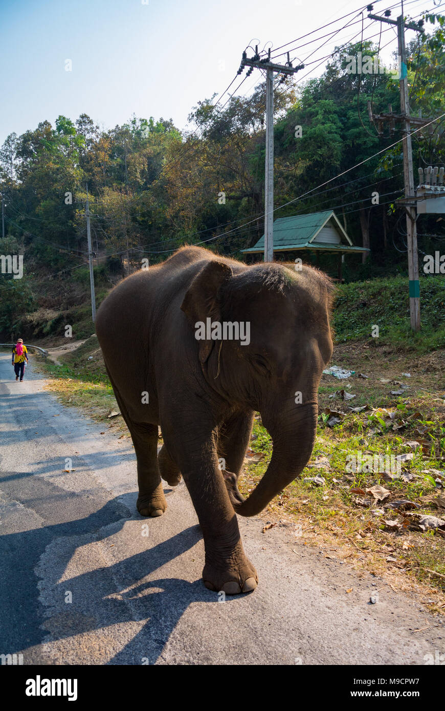 Elefant mit Mann, Chiang Mai, Thailand Stockfoto