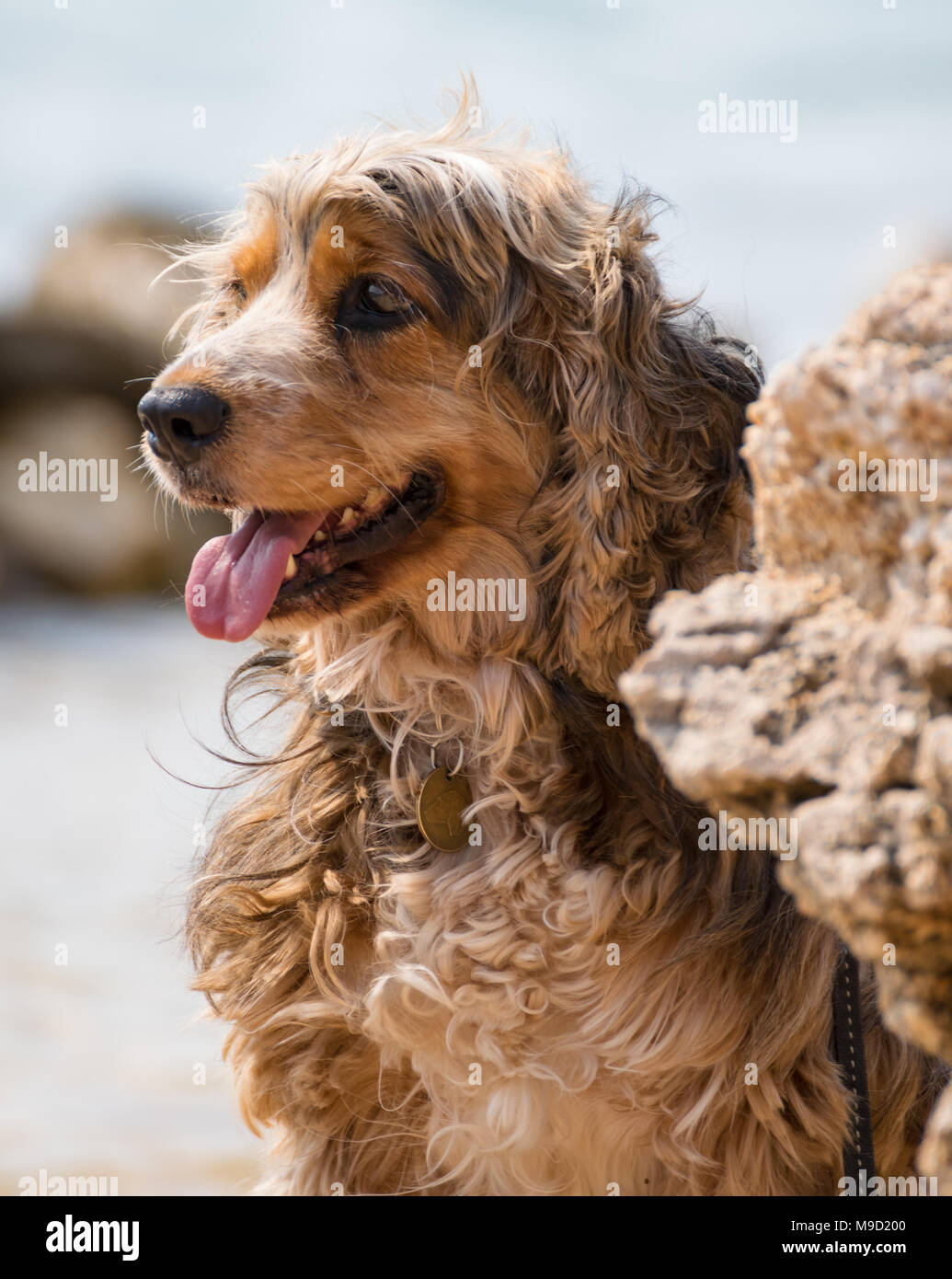 Braune kleine Hund zeigt Zunge hinter einem Felsen. Stockfoto