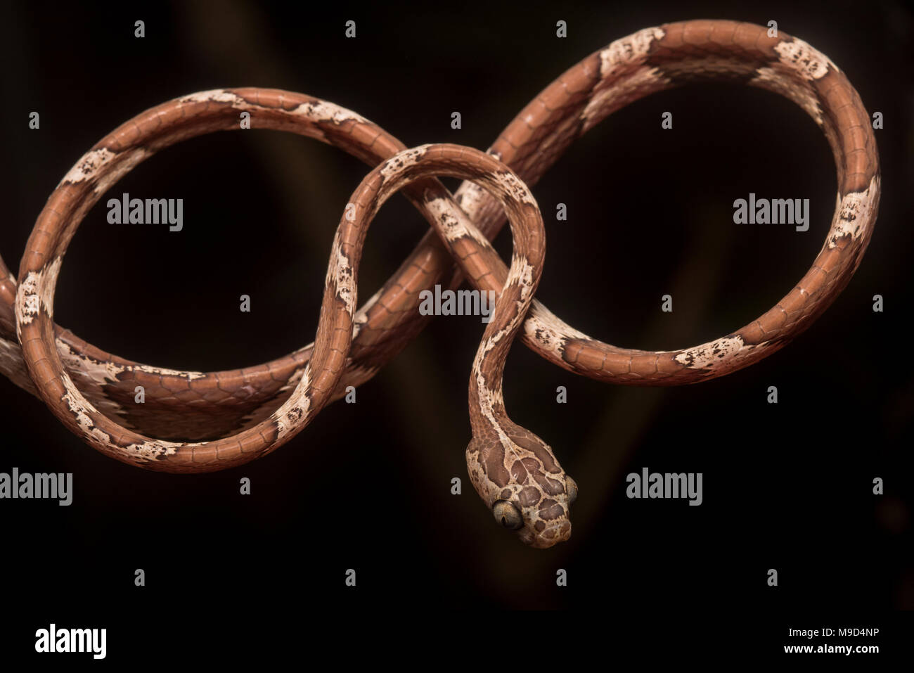 Eine stumpfe Kopf tree snake (Imantodes cenchoa) stellt natürlich in der gleichen Form als Abbildung 8 oder unendlich Loop. Stockfoto