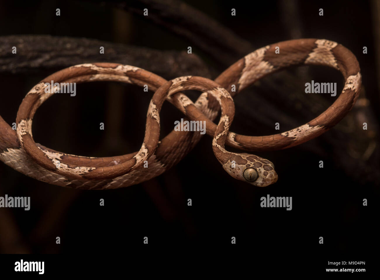 Eine stumpfe Kopf tree snake (Imantodes cenchoa) stellt natürlich in der gleichen Form als Abbildung 8 oder unendlich Loop. Stockfoto